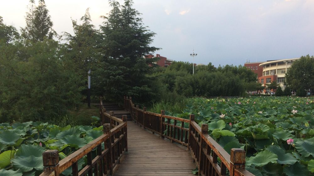 China Kompetenzzentrum, Hochschule Ansbach, Campus, Lotusblütensee, Shandong Universität, Brücke, Kultur